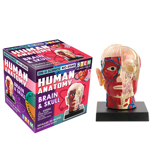 Human Anatomy: Brain & Skull Model