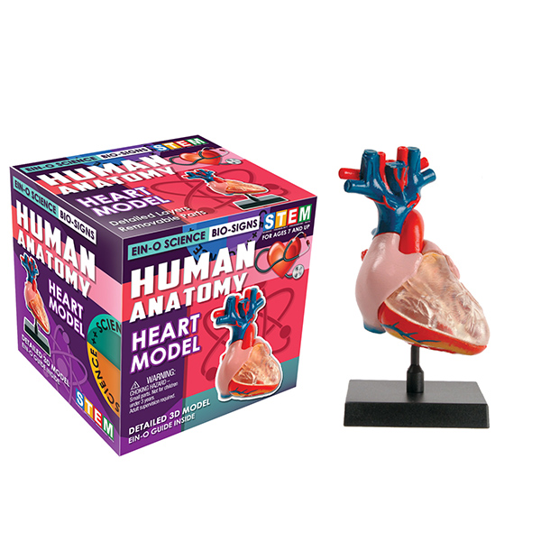 Human Anatomy: Heart Model